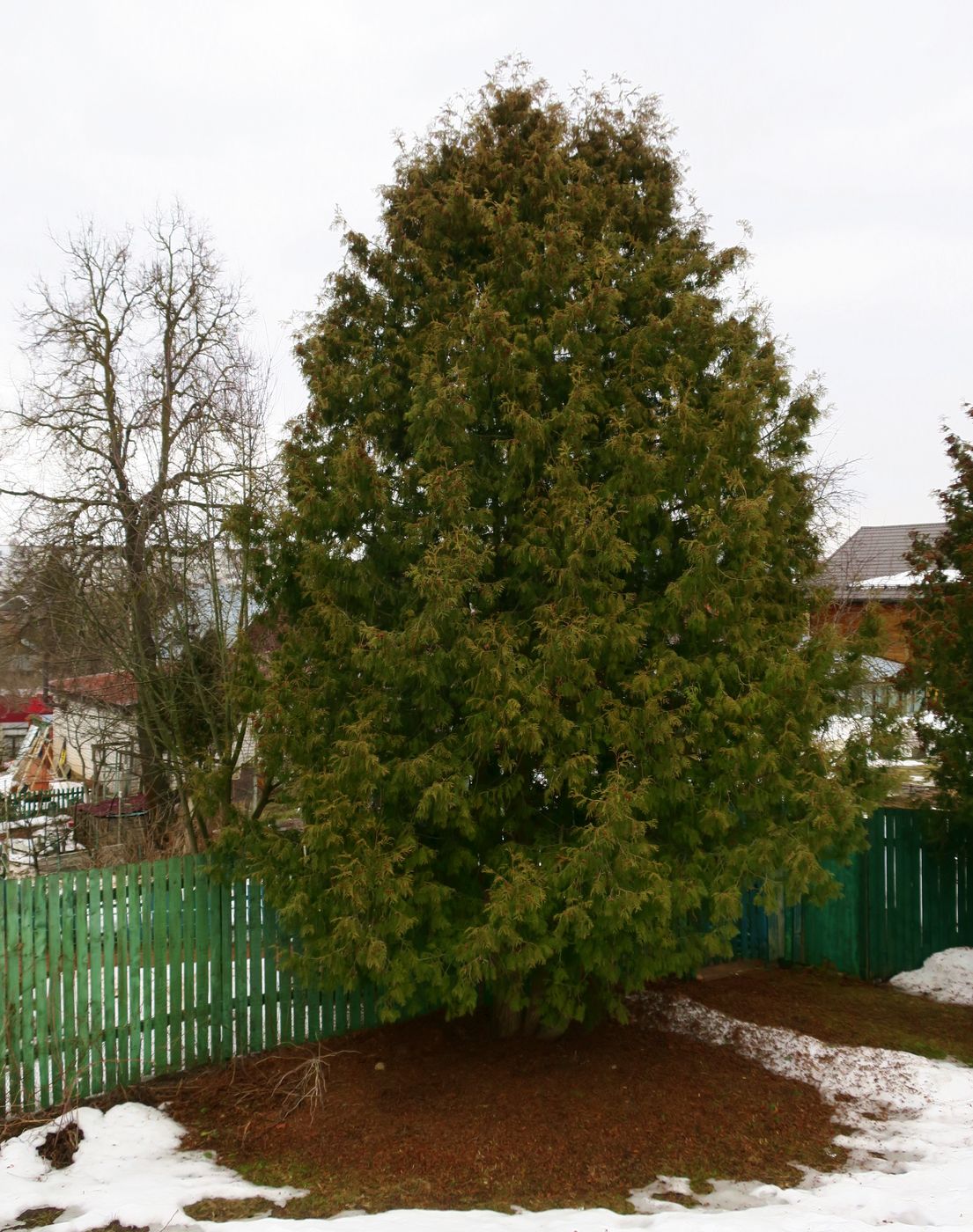 Image of Thuja occidentalis specimen.