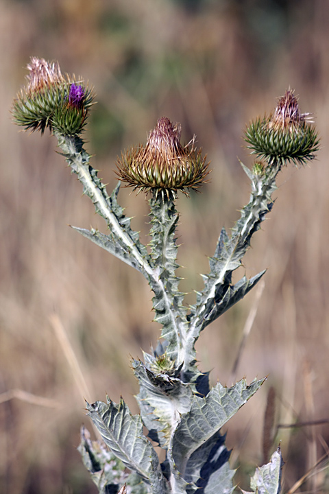 Image of Onopordum acanthium specimen.