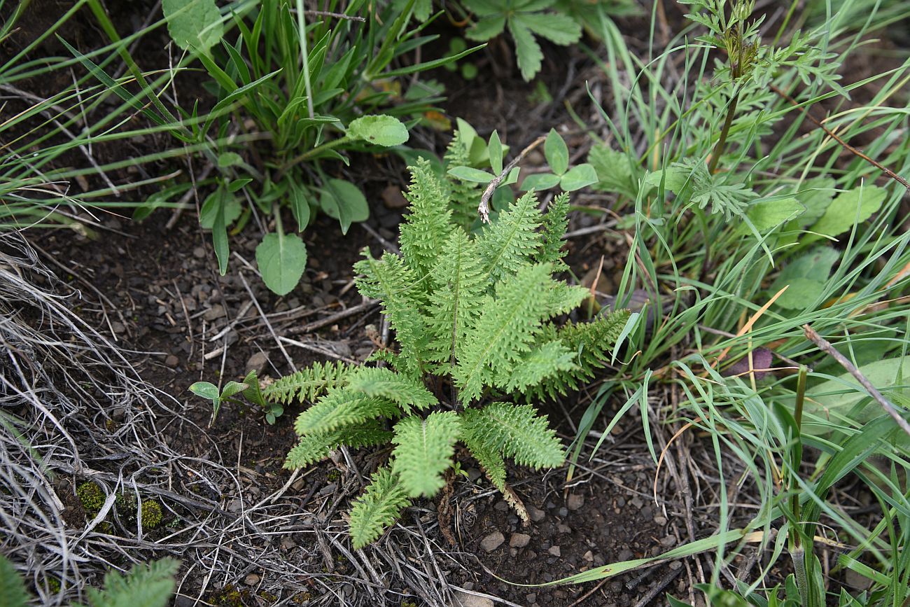 Image of genus Pedicularis specimen.