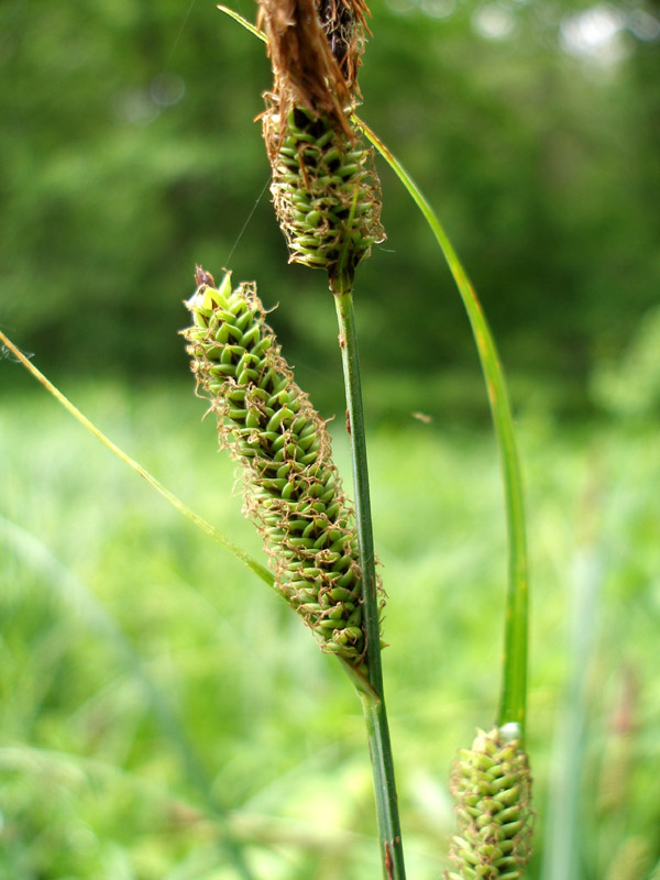 Image of Carex acutiformis specimen.