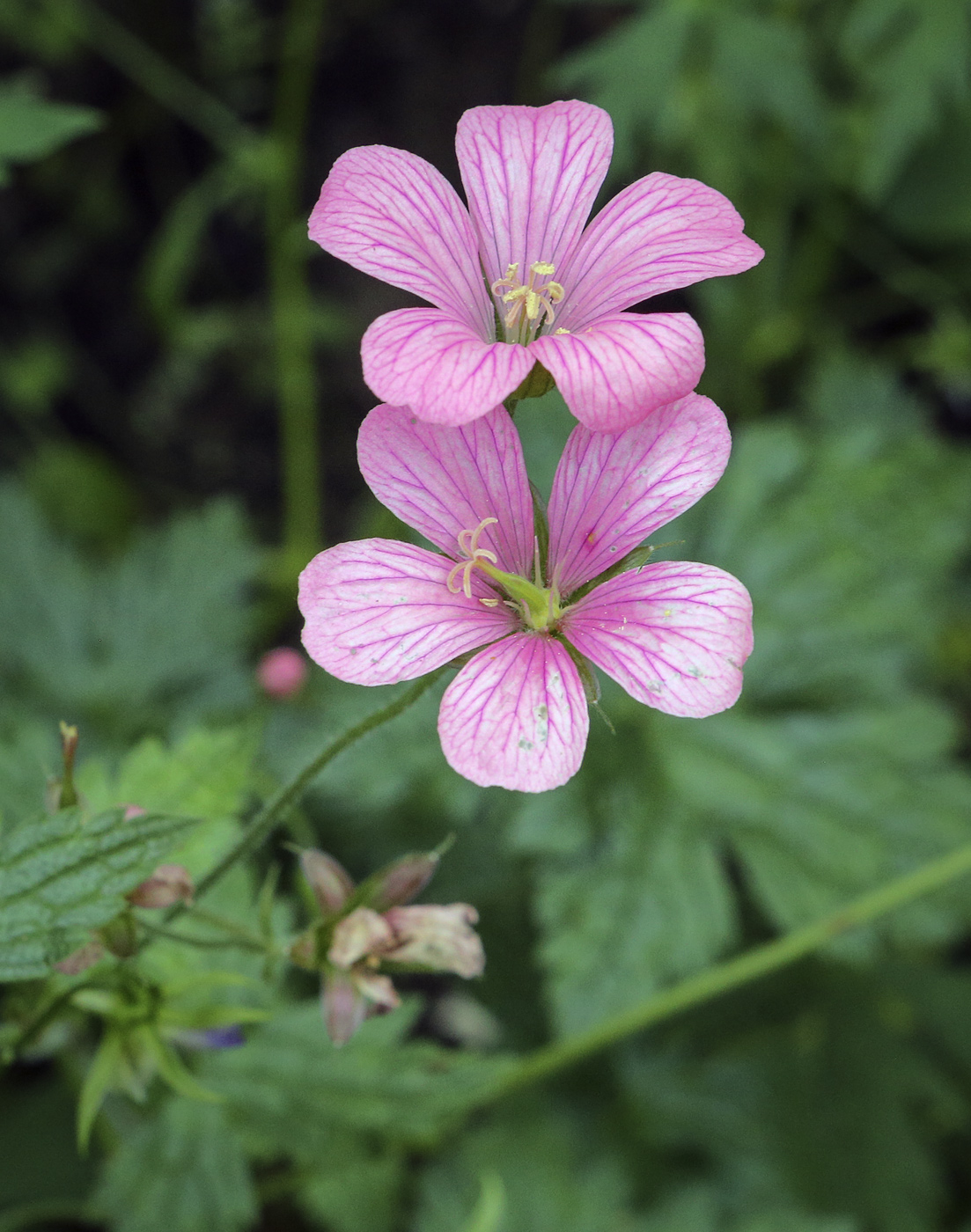 Image of Geranium gracile specimen.