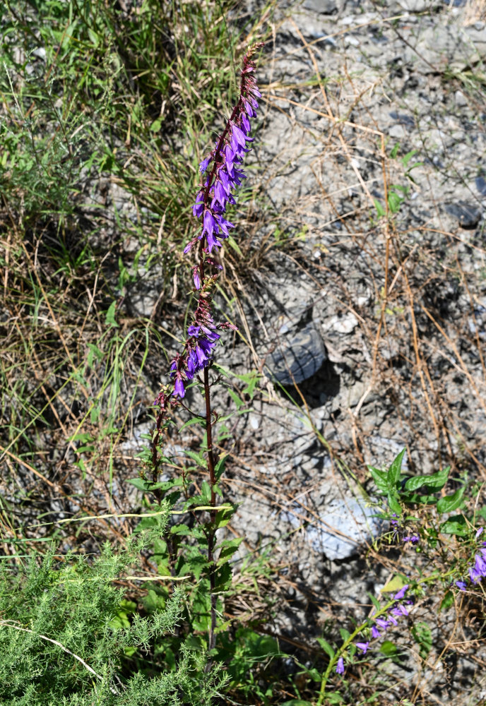 Image of Campanula rapunculoides specimen.