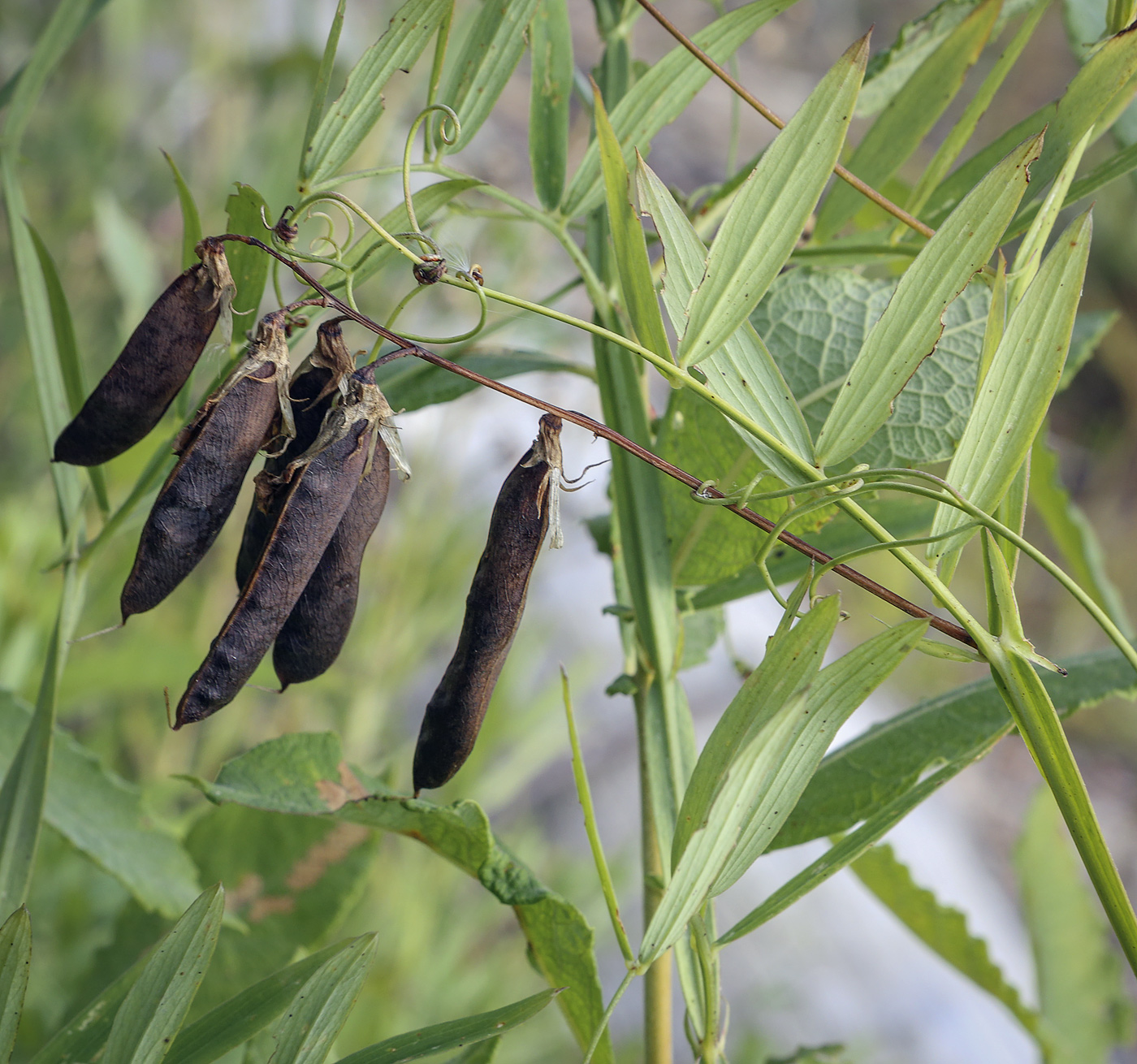 Image of Lathyrus palustris specimen.