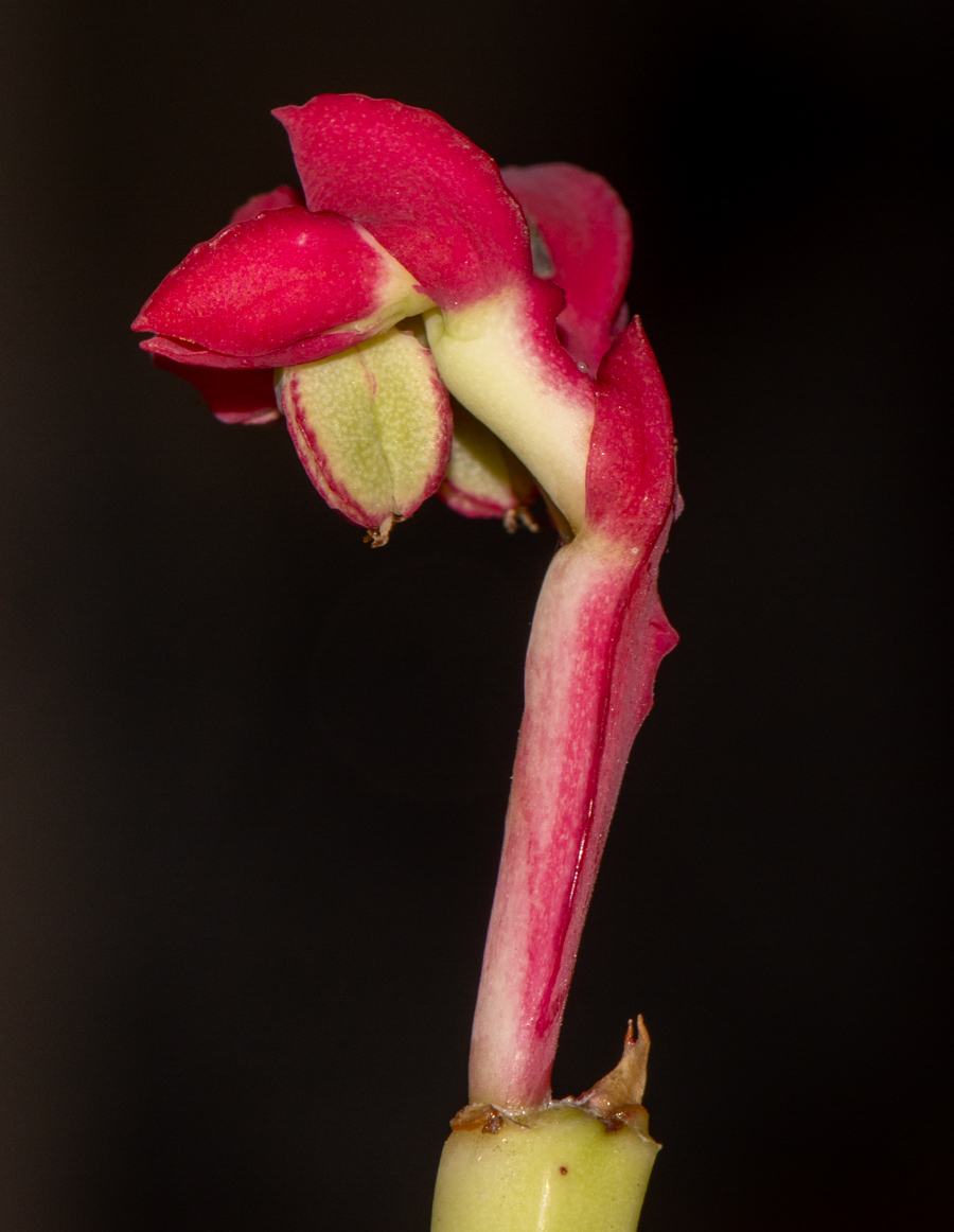 Image of Euphorbia neococcinea specimen.