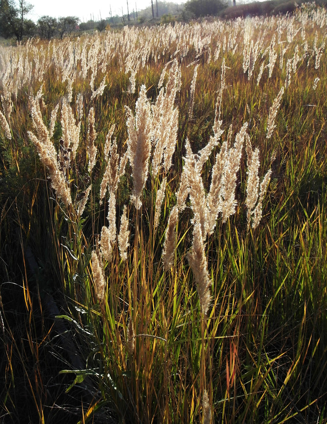 Image of Calamagrostis epigeios specimen.