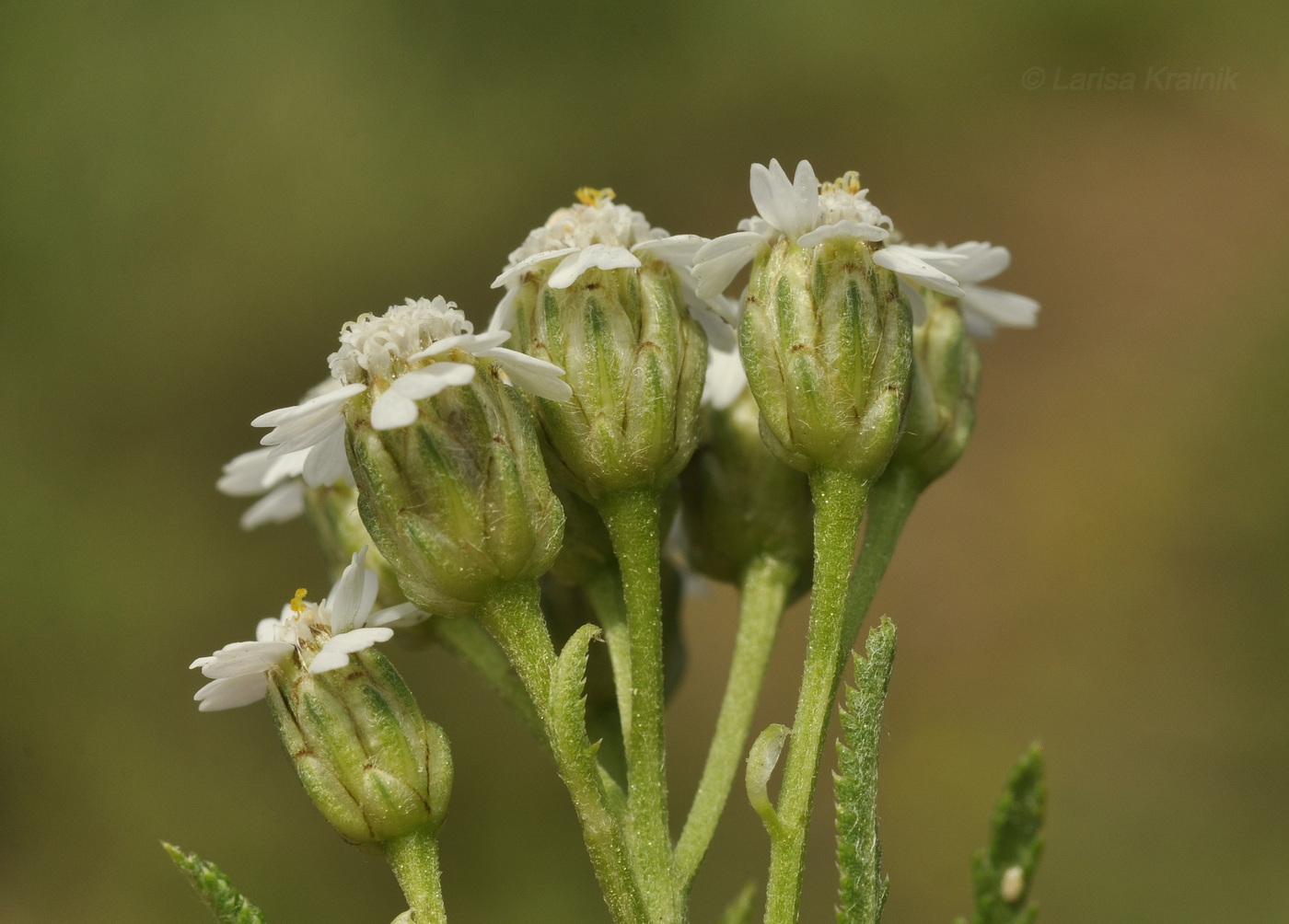 Изображение особи Achillea ptarmicoides.