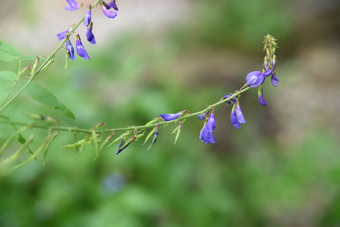 Изображение особи Galega orientalis.