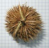 Cirsium ciliatum