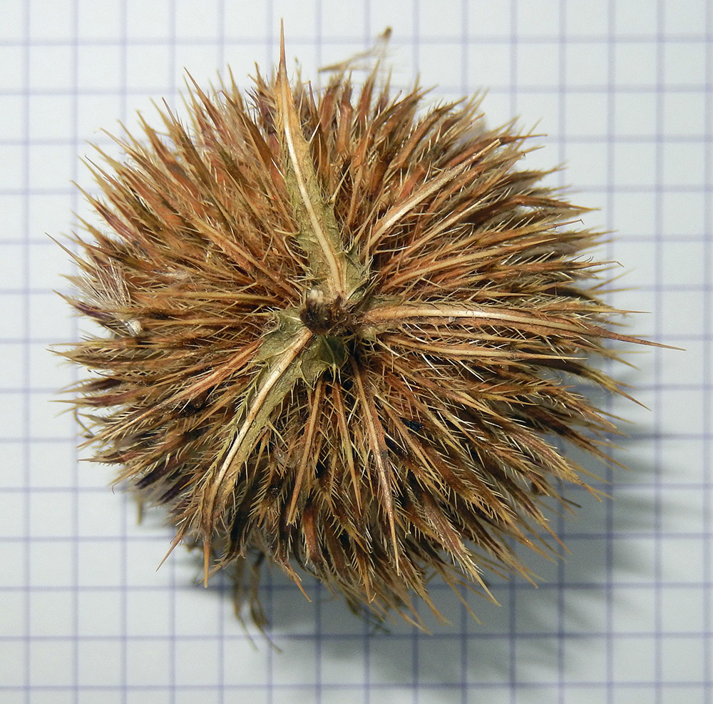 Изображение особи Cirsium ciliatum.