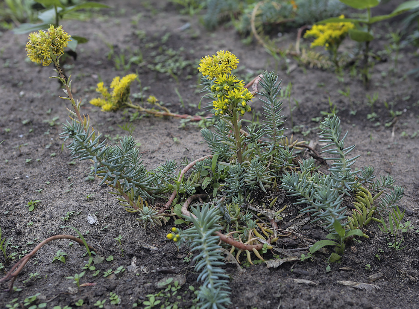 Image of Sedum reflexum specimen.