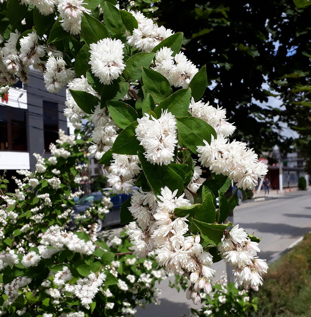 Изображение особи Deutzia scabra var. candidissima.