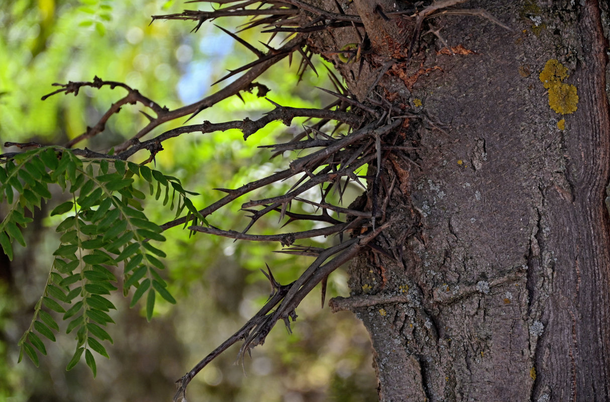 Изображение особи Gleditsia triacanthos.