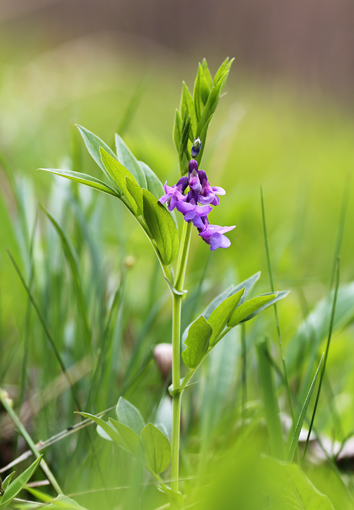 Изображение особи Lathyrus komarovii.