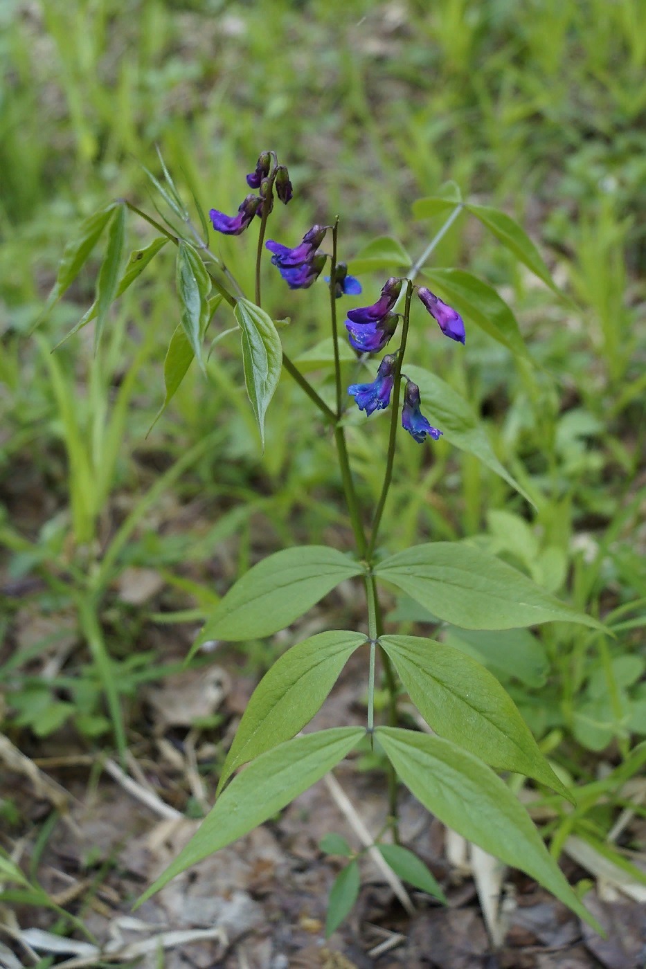 Изображение особи Lathyrus vernus.