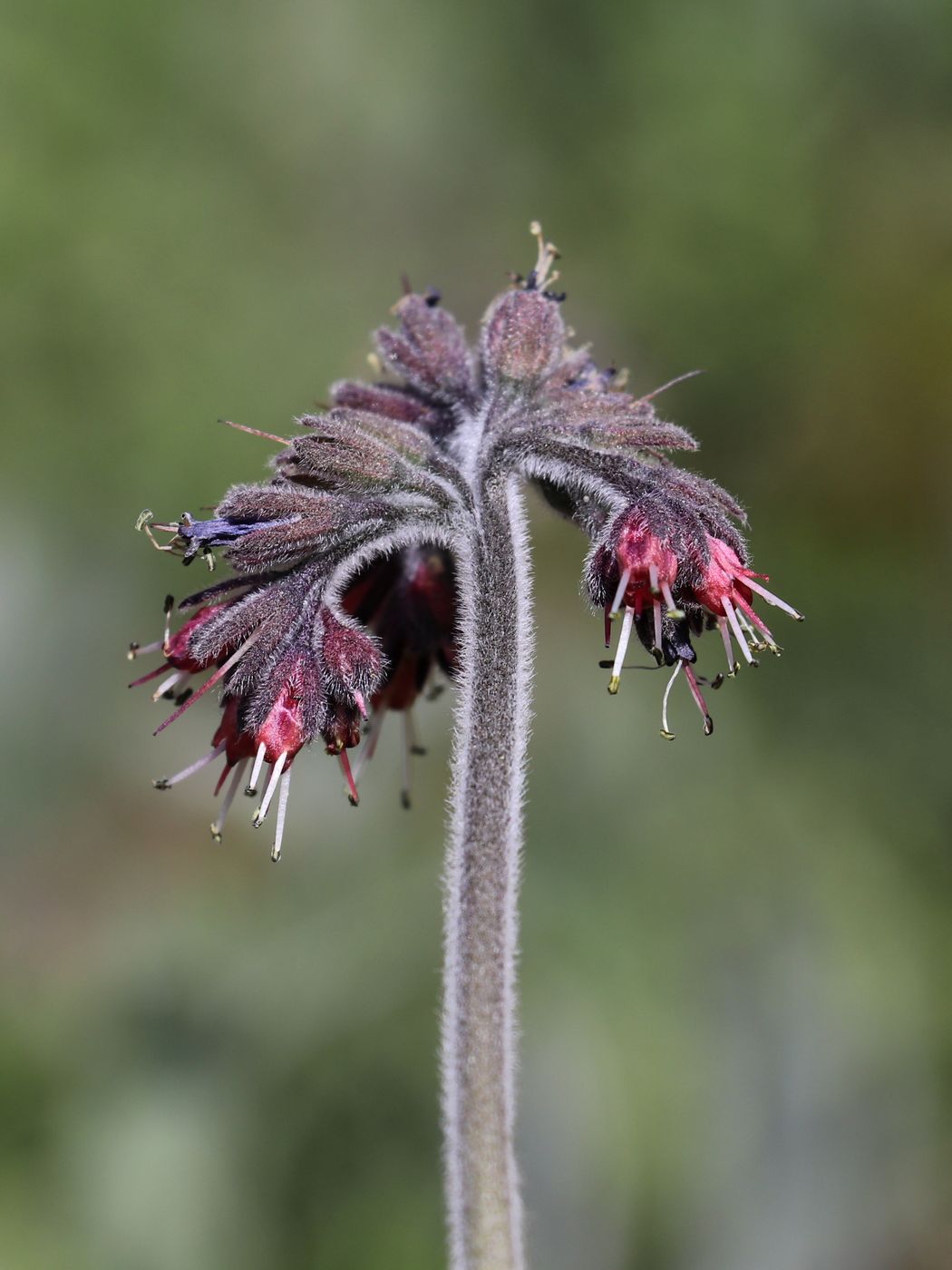 Image of Solenanthus karateginus specimen.