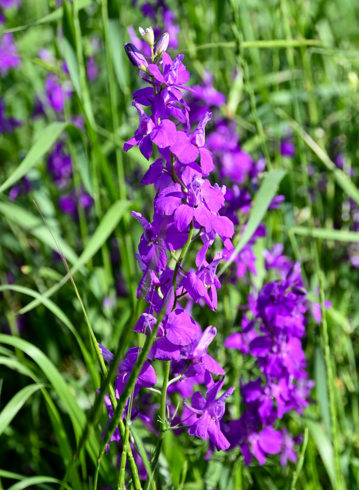 Image of Delphinium hispanicum specimen.