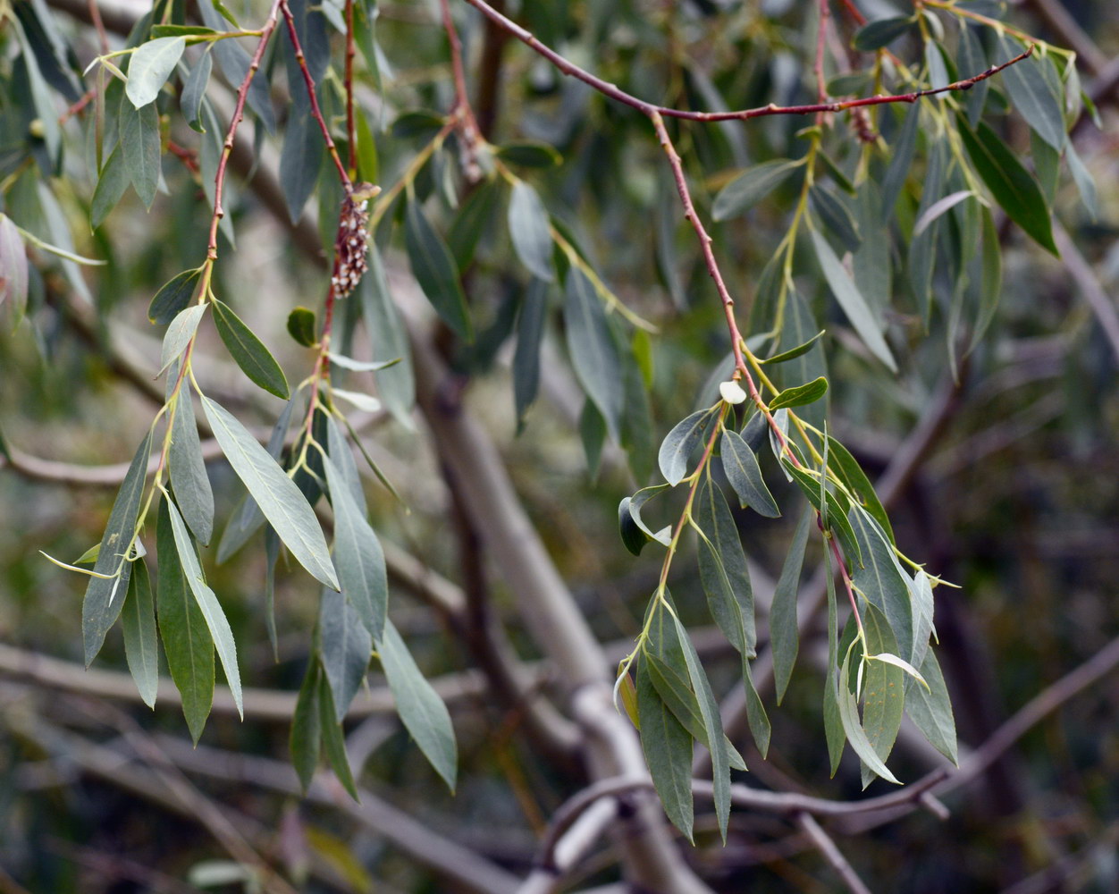 Image of genus Salix specimen.