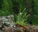 Dianthus acicularis. Цветущее и плодоносящее растение. Свердловская обл., Краснотурьинский ГО, долина р. Каква, вершина Камня Ступеньки, замшелый скальник. 10 июня 2023 г.