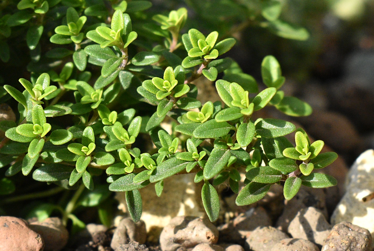 Image of Thymus &times; citriodorus specimen.