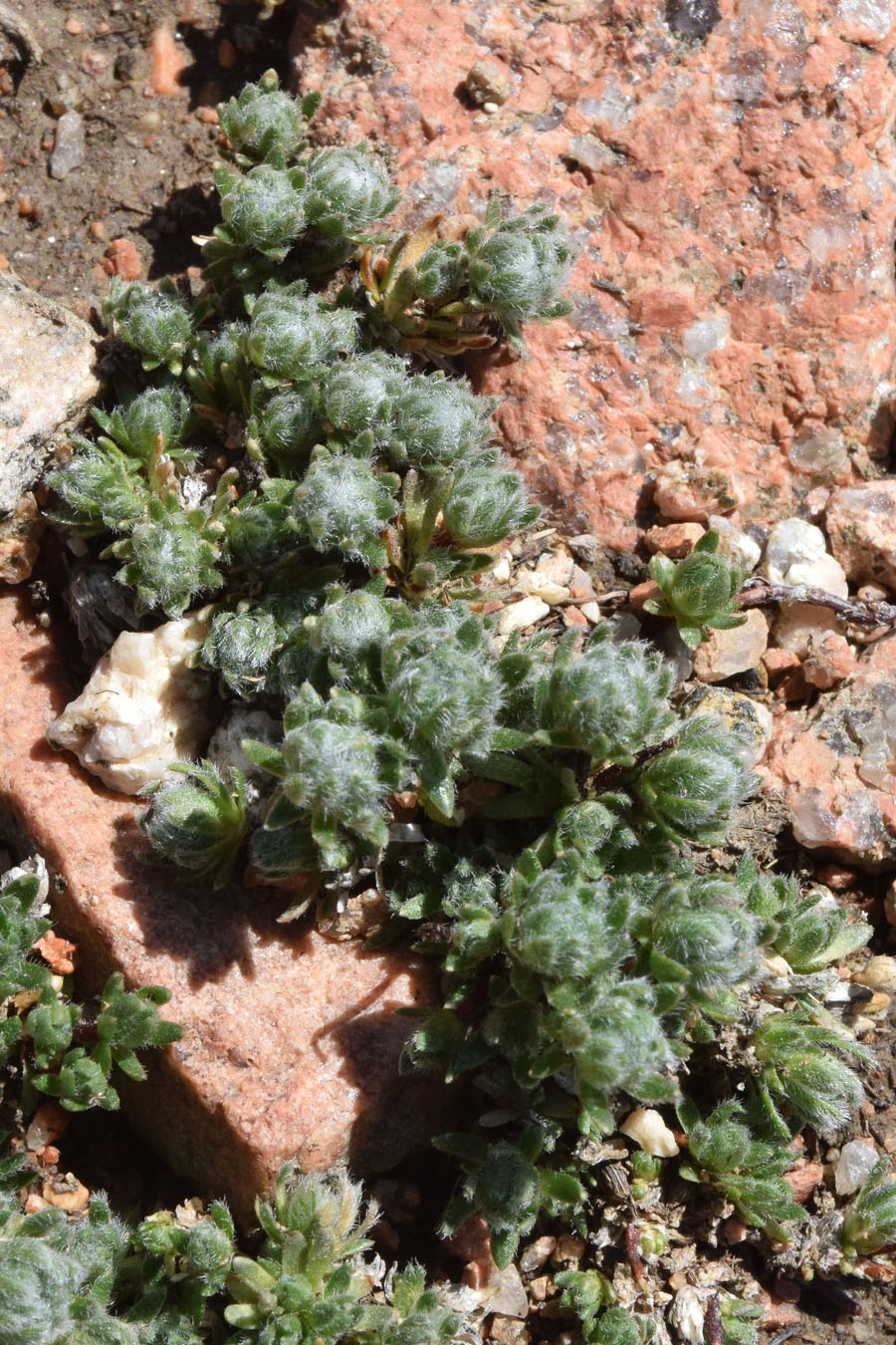 Image of genus Androsace specimen.