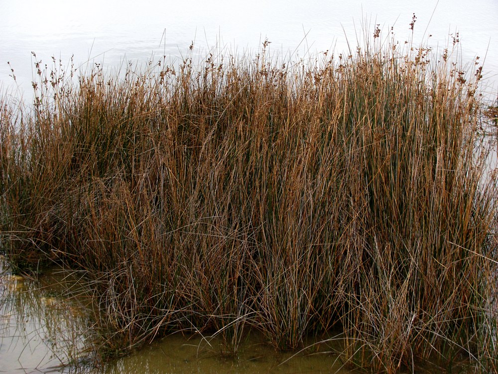 Изображение особи Juncus maritimus.