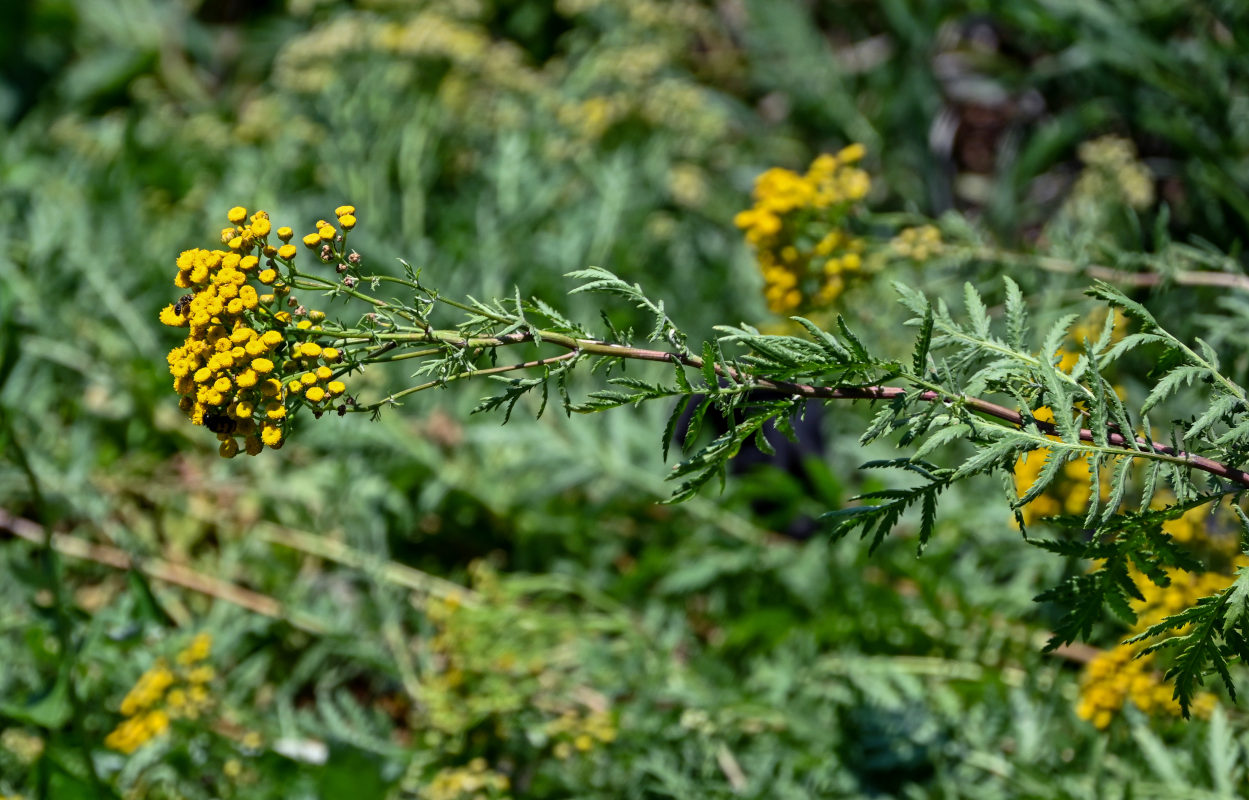 Изображение особи Tanacetum vulgare.