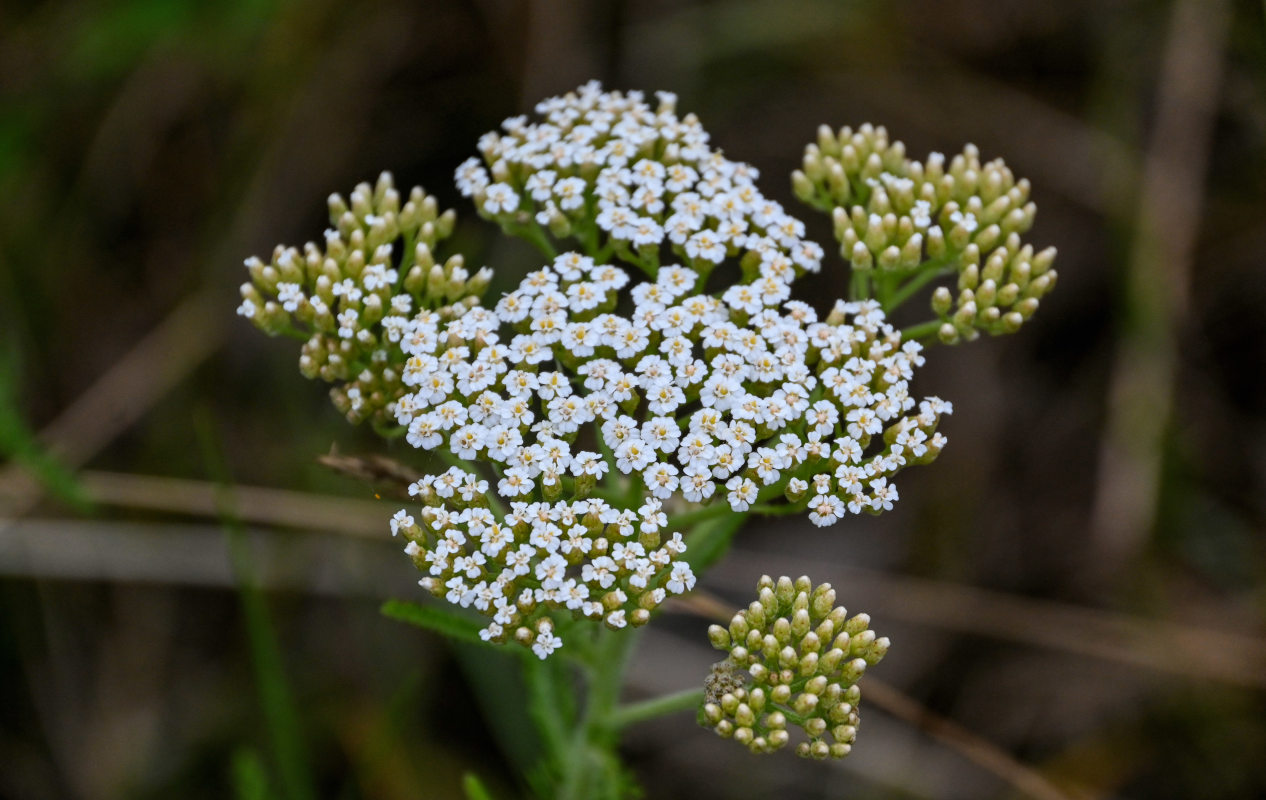 Изображение особи Achillea setacea.