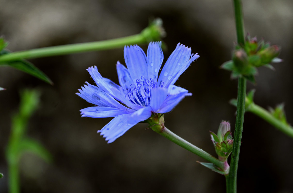 Image of Cichorium intybus specimen.