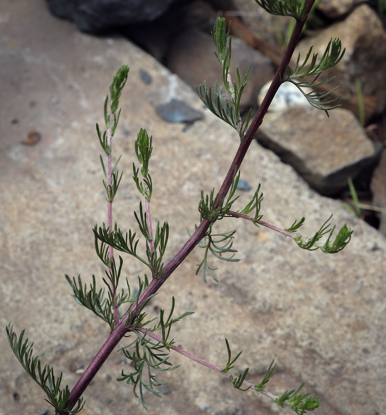 Image of Artemisia campestris specimen.