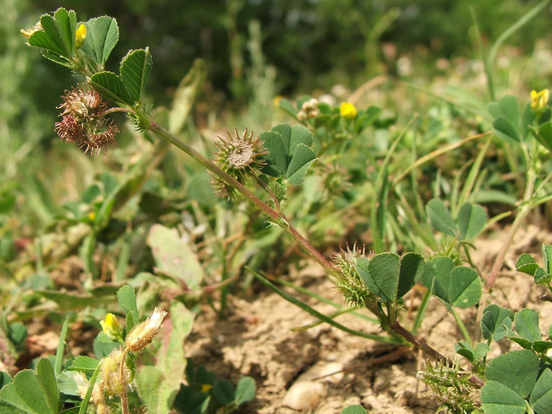 Изображение особи Medicago denticulata.