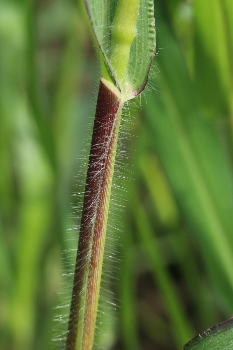 Image of Panicum miliaceum specimen.