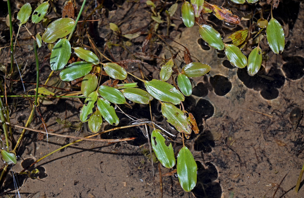 Image of genus Potamogeton specimen.