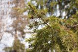 Picea obovata. Ветвь. ЯНАО, окр. г. Салехард, берег р. Обь, смешанный лес. 07.06.2024.