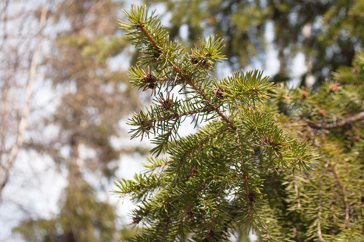 Image of Picea obovata specimen.