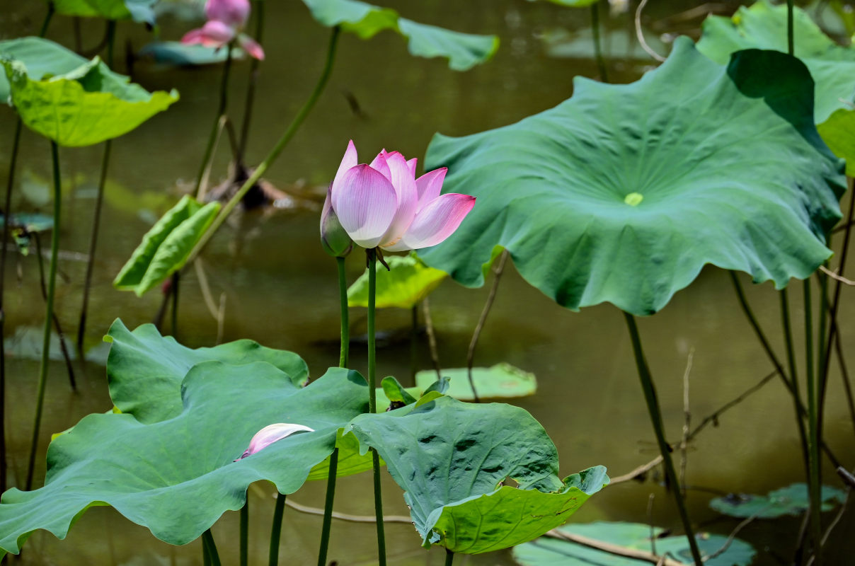 Изображение особи Nelumbo nucifera.