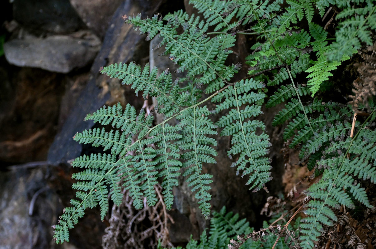 Image of Acystopteris japonica specimen.