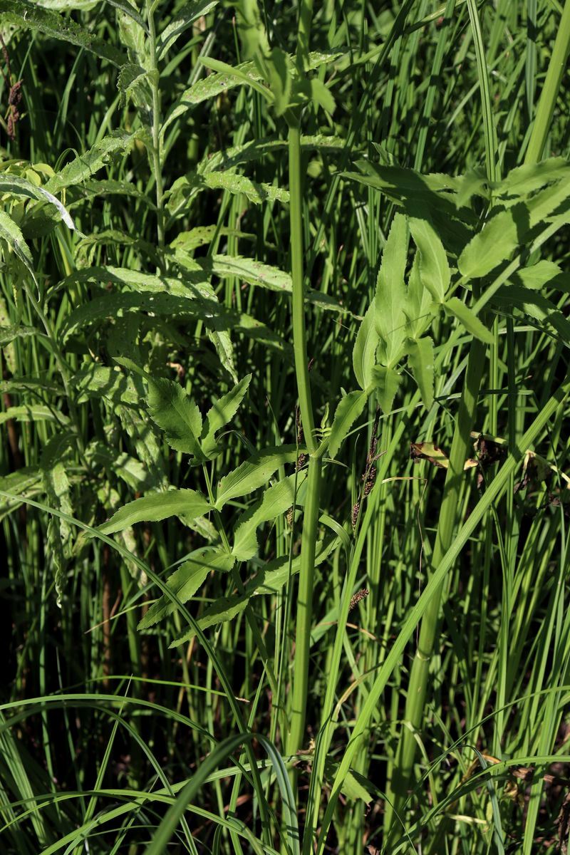 Image of Sium latifolium specimen.