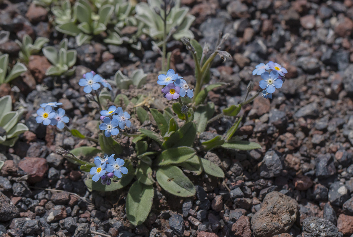 Изображение особи Myosotis alpestris.