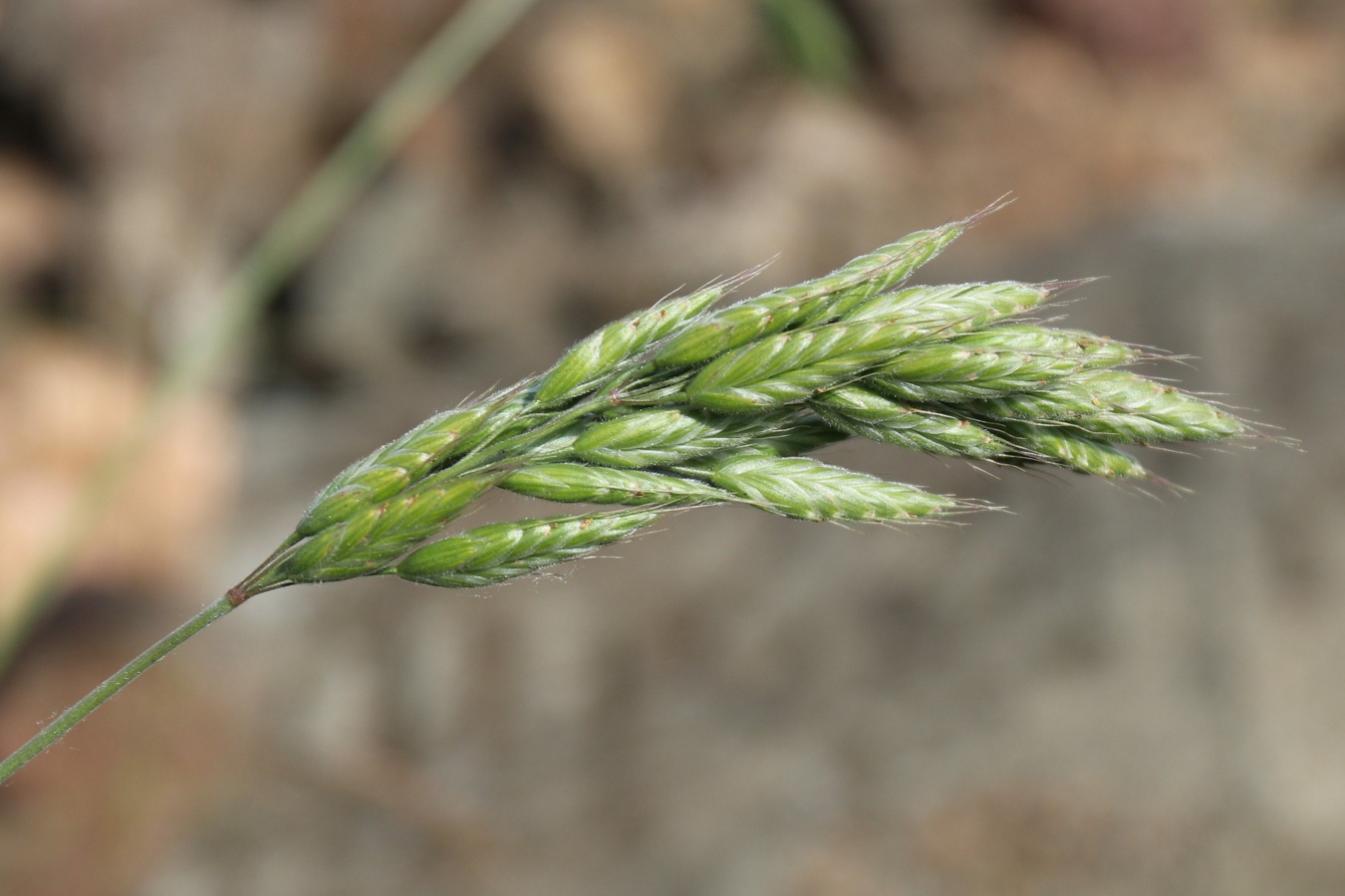 Изображение особи Bromus hordeaceus.