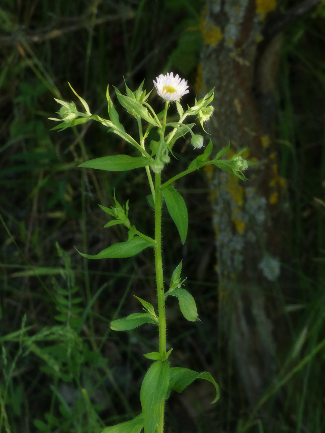 Image of genus Phalacroloma specimen.