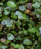 Hydrocotyle umbellata