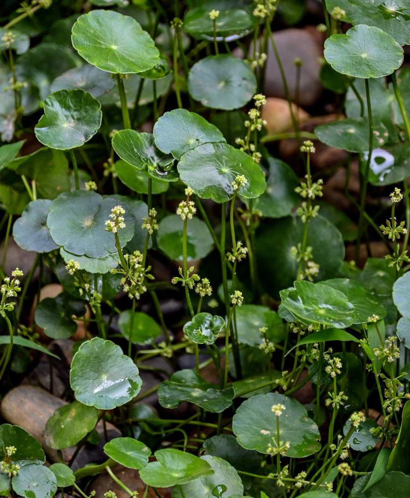 Изображение особи Hydrocotyle umbellata.