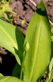 Allium ursinum