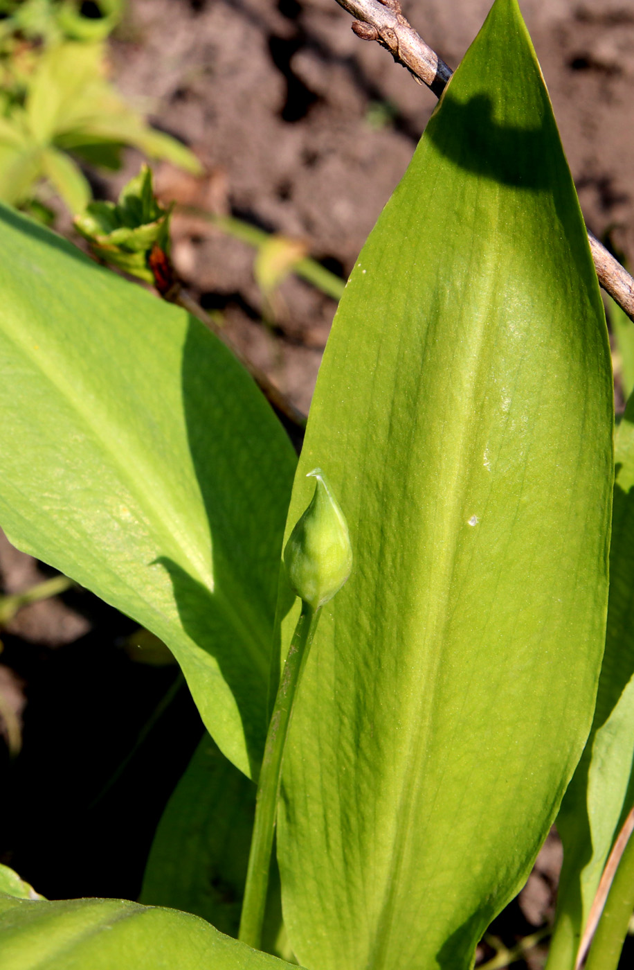 Image of Allium ursinum specimen.