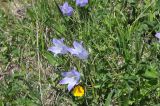 genus Campanula. Цветущие растения. Кабардино-Балкария, Эльбрусский р-н, гора Чегет, юго-восточный склон, выс. ок. 2450 м н.у.м., луг в окрестностях ручейка. 9 июня 2018 г.