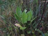 Rumex acetosa