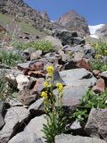 Solidago subspecies dahurica