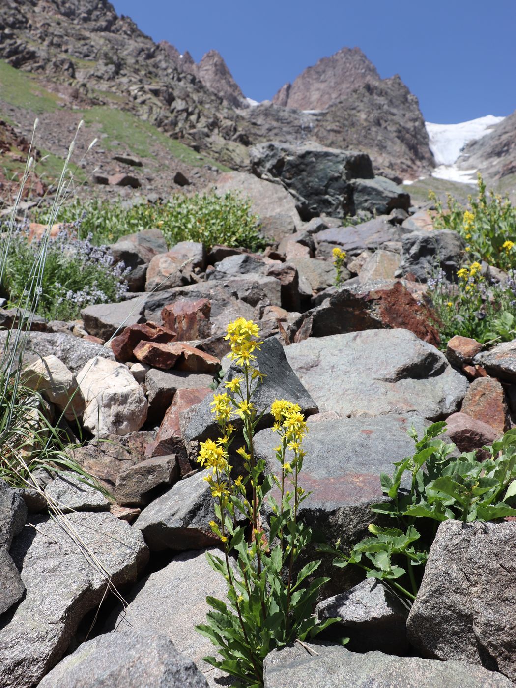 Изображение особи Solidago virgaurea ssp. dahurica.