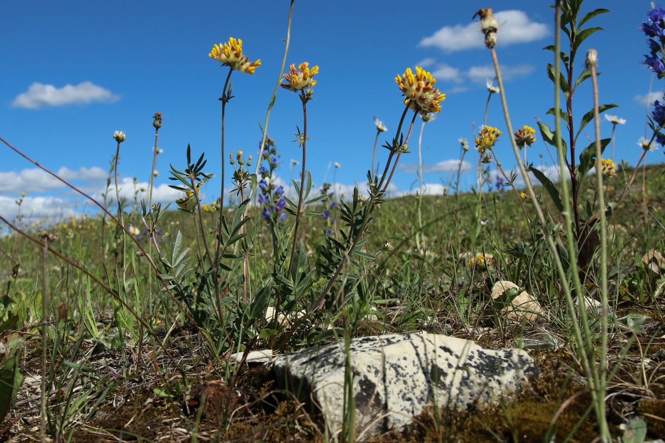 Image of Anthyllis vulneraria specimen.