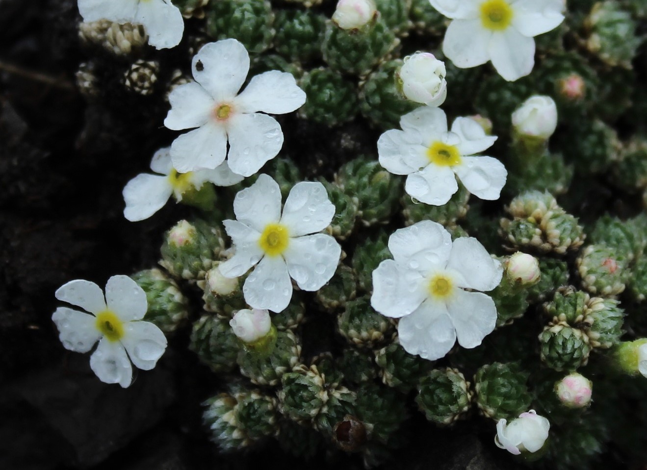 Image of Androsace dasyphylla specimen.